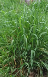 فروش علف