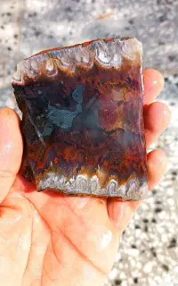 اسلایس شجر خراسان