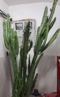 کاکتوس