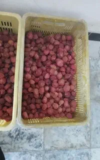 شابلون خشک