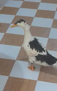 فروش اردک