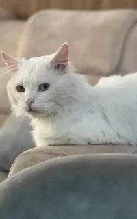 گربه نژاد پرشین انگورا