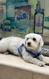 سگ فروشی