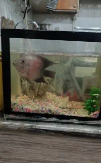 آکواریوم با ماهی