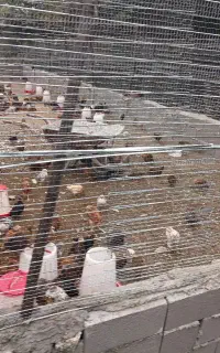 جوجه گلپایگان ۱ و نیم ماهه واکسن خورده