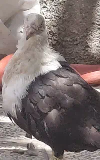 فروش کبوتر