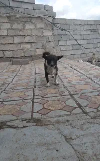 واگذاری بوبی سالم و ززنگ