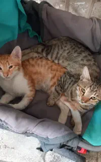 واگزاری بچه گربه