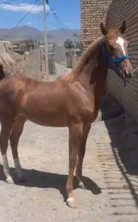اسب کورد