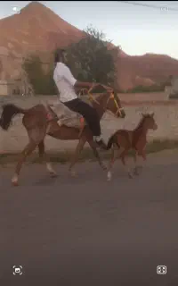 اسب مادیان با کره