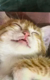 بچه گربه