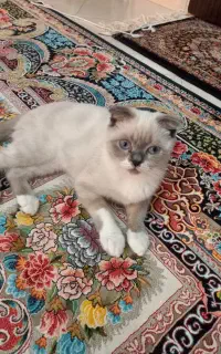گربه اسکاتیش ۶ ماهه