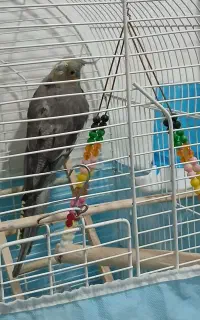 عروس هلندی