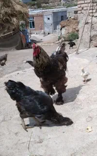 خروس برهما بلوبلک درشت هیکل