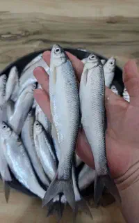 اسلک درشت