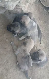 توله پژدر