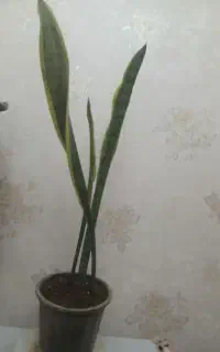 گل لب طلایی