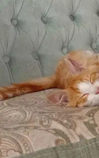 گربه پشمالو