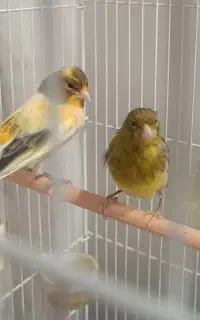 قناری