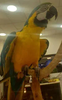 طوطی آرا (ماکائو)