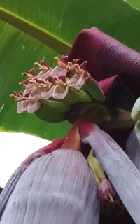 فروش ویژه و محدود نهال موز سردسیری بارده