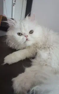 گربه پرشین ۸ماهه