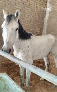 اسب کرد سرعتی یورقه