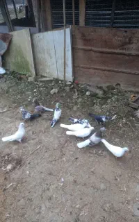 کبوتر پرشی همه میزان