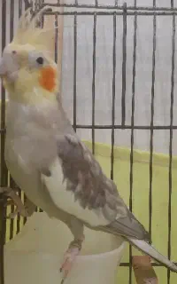 عروس هلندی نر بالغ