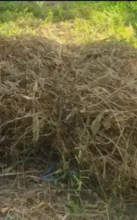 علف‌یونجه