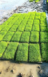 نشا برنج روشن به علی کاظمی