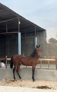 کره نریان کرد