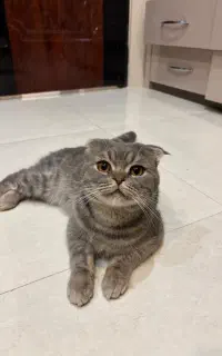 فروش گربه پرشین بریتیش