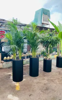 نخل اریکا،نیکولای،عبایی تخفیف ویژه