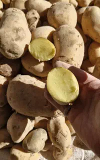 سیب زمینی خوراکی و..