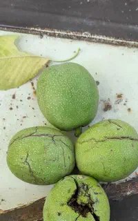 درخت گردو چین
