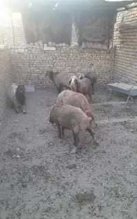 میش و شیشک