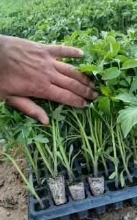 نشا گوجه