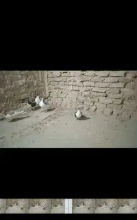 پنج تا کفتر نر فروشی دونه ۳۵۰