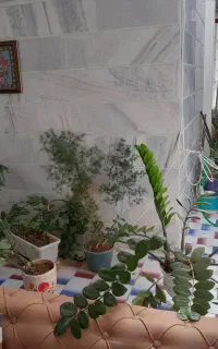 فروش تعدادی گل و گلدان