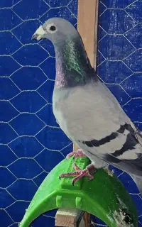 کبوتر مسافتی