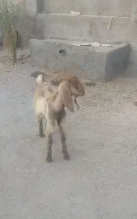 کهره نر