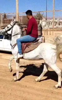 خریدار همه نوع اسب به بالا ترین قیمت بازار