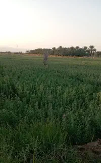 یونجه بازه ای فروشی