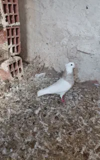 جفت طوقی