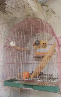 قفس پرنده متوسط باتجهیزات کامل