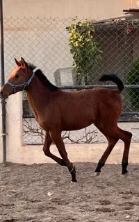 فروش‌تسب
