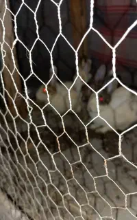 خرگوش نر و ستا ماده