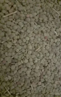 عدس ورزقان