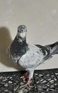 کفتر شهرستانی